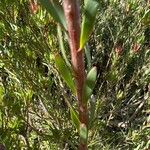 Leucadendron salignum Bark