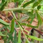 Acacia paradoxa List