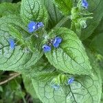 Pentaglottis sempervirens Feuille