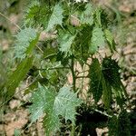 Cnidoscolus angustidens Hábito