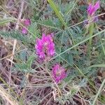 Astragalus onobrychis Virág