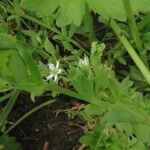 Stellaria alsine Fleur