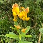 Crotalaria retusaFlors