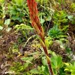 Pitcairnia bifrons Flower