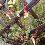 Ipomoea lobata Leaf