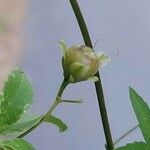 Distimake quinquefolius Fruit