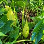Arum italicum x Arum maculatum Hoja