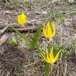 Erythronium grandiflorumBlomst