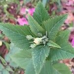 Sida rhombifolia Blüte