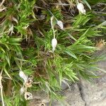 Silene saxifraga Folha