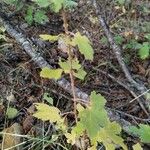 Ribes inerme Hábito