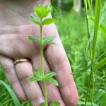 Cruciata pedemontana برگ