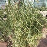 Euphorbia arahaka Yaprak