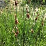 Typha minima Virág