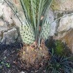 Macrozamia communis Frutto