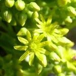 Aeonium arboreum Flower