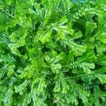 Selaginella stenophylla Лист