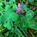 Trifolium medium 叶