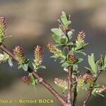 Salix caesia Mosusu