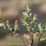 Salix caesia Beste bat