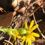 Jacobaea erucifolia Fleur
