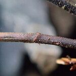 Arthropteris monocarpa Blad