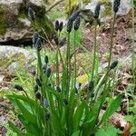 Plantago atrata Habitus