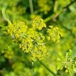 Pastinaca sativa Flower