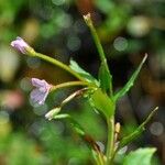 Epilobium hornemannii عادت داشتن