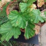 Pelargonium schizopetalum Hostoa