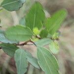 Porophyllum punctatum Leaf