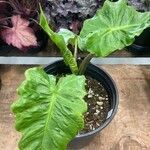 Alocasia macrorrhizos برگ