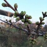 Acer saccharinum Flor