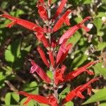 Salvia elegans Kvet