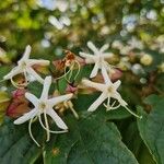 Clerodendrum trichotomumFlor