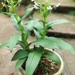 Habenaria procera Hoja