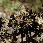 Julbernardia paniculata Flor