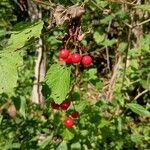 Viburnum trilobumПлід