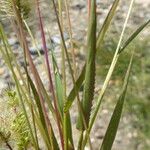 Setaria viridis Hoja