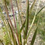 Setaria viridis Blad