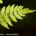 Dryopteris expansa Leaf