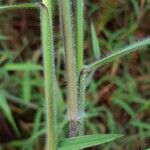 Melinis minutiflora Corteccia