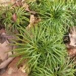 Lycopodium complanatum Leaf