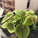 Pilea involucrata Ліст