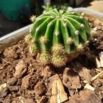 Echinopsis oxygonaYaprak