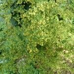 Artemisia annua Квітка