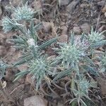 Eryngium hookeri Flower