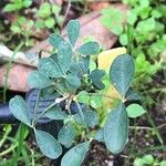 Cytisus nigricans Leaf