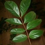 Inga fanchoniana Leaf