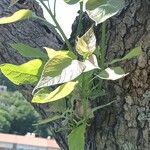 Catalpa speciosa Φύλλο